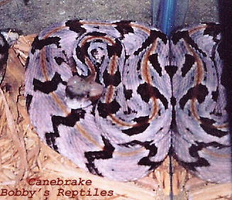 My 0.1 Canebrake Pink copy.jpg [94 Kb]